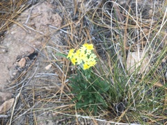 Oreocarya confertiflora