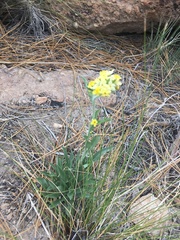 Oreocarya confertiflora