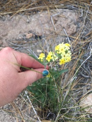 Oreocarya confertiflora