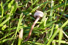 Panaeolus olivaceus