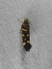 Macrobathra myriophthalma