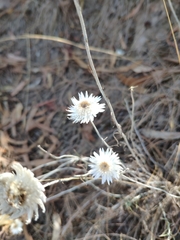 Chrysocephalum baxteri