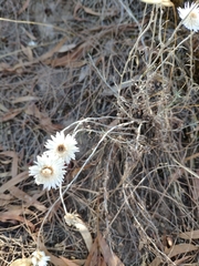 Chrysocephalum baxteri