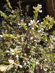 Spyridium spathulatum