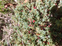Styphelia humifusa