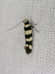 Macrobathra platychroa
