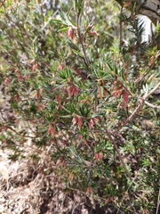 Stenanthera conostephioides
