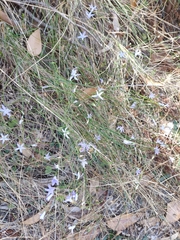 Wahlenbergia stricta