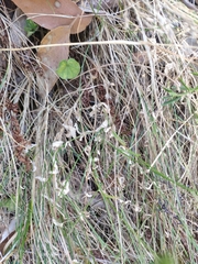 Wahlenbergia stricta