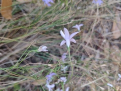 Wahlenbergia stricta