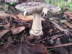 Amanita franchetii