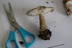 Amanita franchetii