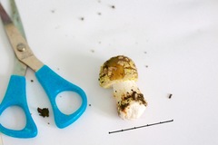 Amanita franchetii