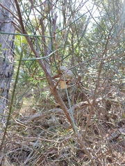 Hakea rostrata