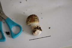Amanita franchetii