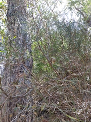 Hakea rostrata