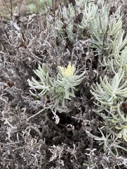 Castilleja hololeuca
