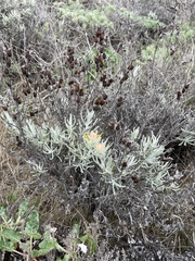 Castilleja hololeuca