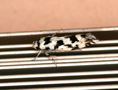 Lichenaula calligrapha
