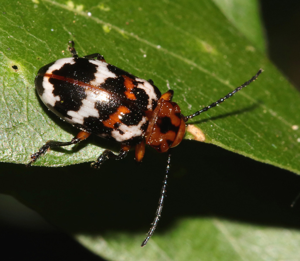 Eulina curtisii