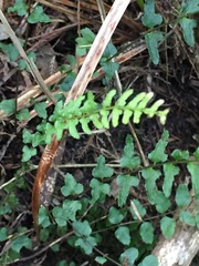 Blechnum molle