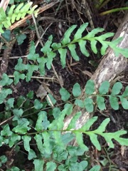 Blechnum molle