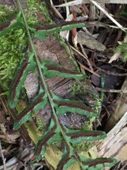 Blechnum molle