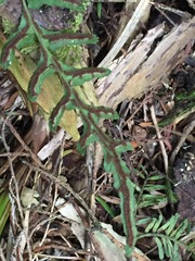 Blechnum molle