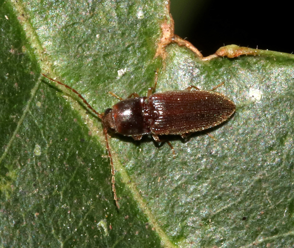 Click, Firefly, and Soldier Beetles in August 2017 by juliegraham173