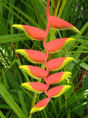 Heliconia rostrata