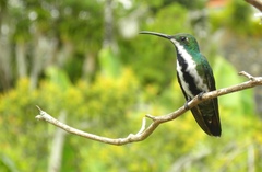 Anthracothorax nigricollis