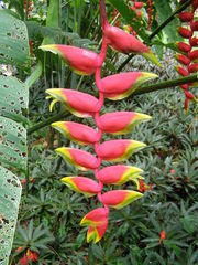 Heliconia rostrata