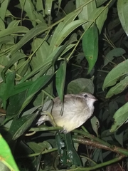 Myiodynastes hemichrysus