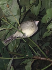 Myiodynastes hemichrysus