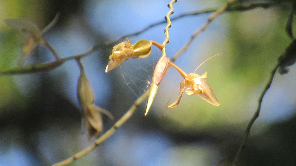 Coelogyne longifolia (Coelogyne longifolia)