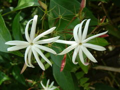 Jasminum laurifolium
