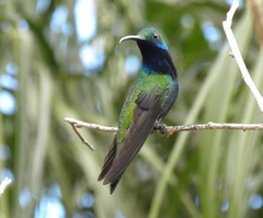 Anthracothorax nigricollis