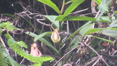 Nepenthes gymnamphora