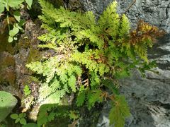 Selaginella pallescens