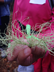 Usnea cornuta