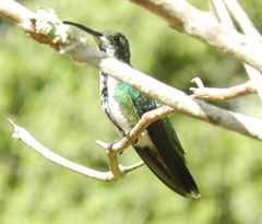 Anthracothorax prevostii