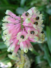 Dendrobium smillieae