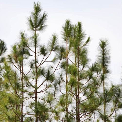 Pinus elliottii