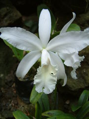 Orchidaceae