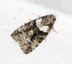 Pherechoa crypsichlora