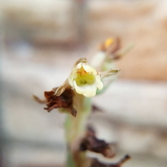 Peristylus goodyeroides