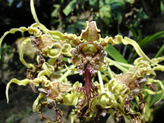 Dendrobium spectabile