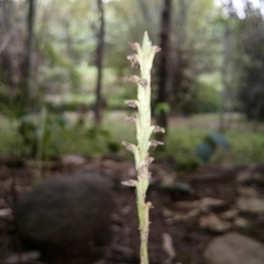 Peristylus goodyeroides