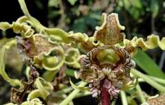 Dendrobium spectabile