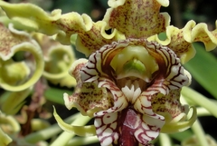 Dendrobium spectabile